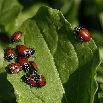 Ladybugs clustered on a green leaf
